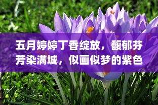 五月婷婷丁香绽放，馥郁芬芳染满城，似画似梦的紫色浪漫 v4.0.8下载